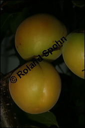 Aprikose, Prunus armeniaca, Rosaceae, Prunus armeniaca, Armeniaca vulgaris, Aprikose, Marille, fruchtend Kauf von 00254prunus_armeniacaimg_2780.jpg
