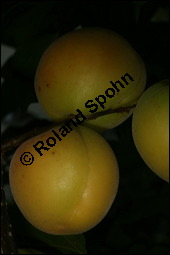 Aprikose, Prunus armeniaca, Rosaceae, Prunus armeniaca, Armeniaca vulgaris, Aprikose, Marille, fruchtend Kauf von 00254prunus_armeniacaimg_2781.jpg