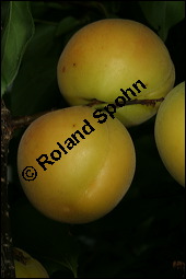 Aprikose, Prunus armeniaca, Rosaceae, Prunus armeniaca, Armeniaca vulgaris, Aprikose, Marille, fruchtend Kauf von 00254prunus_armeniacaimg_2782.jpg