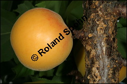 Aprikose, Prunus armeniaca, Rosaceae, Prunus armeniaca, Armeniaca vulgaris, Aprikose, Marille, fruchtend Kauf von 00254prunus_armeniacaimg_2783.jpg