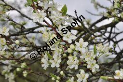 Prunus domestica ssp. domestica, Zwetschge, Rosaceae, Prunus domestica ssp. domestica, Zwetschge, Zwetsche, Habitus im Winter mit Reif, mit Reif Kauf von 00255_prunus_domestica_dsc_3430.jpg