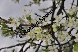 Prunus domestica ssp. domestica, Zwetschge, Rosaceae, Prunus domestica ssp. domestica, Zwetschge, Zwetsche, Habitus im Winter mit Reif, mit Reif Kauf von 00255_prunus_domestica_dsc_3431.jpg