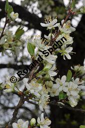 Prunus domestica ssp. domestica, Zwetschge, Rosaceae, Prunus domestica ssp. domestica, Zwetschge, Zwetsche, Habitus im Winter mit Reif, mit Reif Kauf von 00255_prunus_domestica_dsc_3432.jpg