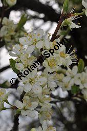 Prunus domestica ssp. domestica, Zwetschge, Rosaceae, Prunus domestica ssp. domestica, Zwetschge, Zwetsche, Habitus im Winter mit Reif, mit Reif Kauf von 00255_prunus_domestica_dsc_3433.jpg