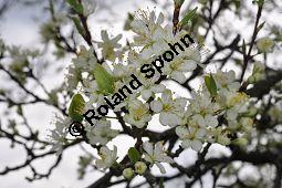 Prunus domestica ssp. domestica, Zwetschge, Rosaceae, Prunus domestica ssp. domestica, Zwetschge, Zwetsche, Habitus im Winter mit Reif, mit Reif Kauf von 00255_prunus_domestica_dsc_3434.jpg