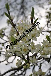 Prunus domestica ssp. domestica, Zwetschge, Rosaceae, Prunus domestica ssp. domestica, Zwetschge, Zwetsche, Habitus im Winter mit Reif, mit Reif Kauf von 00255_prunus_domestica_dsc_3435.jpg