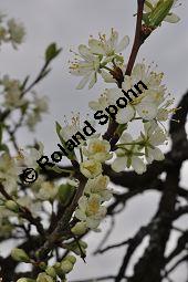 Prunus domestica ssp. domestica, Zwetschge, Rosaceae, Prunus domestica ssp. domestica, Zwetschge, Zwetsche, Habitus im Winter mit Reif, mit Reif Kauf von 00255_prunus_domestica_dsc_3436.jpg