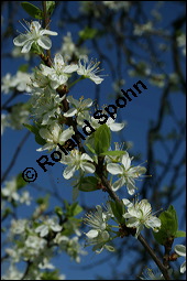 Prunus domestica ssp. domestica, Zwetschge, Rosaceae, Prunus domestica ssp. domestica, Zwetschge, Zwetsche, Habitus im Winter mit Reif, mit Reif Kauf von 00255prunus_domestica_domestica_img_1659.jpg