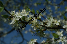 Prunus domestica ssp. domestica, Zwetschge, Rosaceae, Prunus domestica ssp. domestica, Zwetschge, Zwetsche, Habitus im Winter mit Reif, mit Reif Kauf von 00255prunus_domestica_domestica_img_1660.jpg