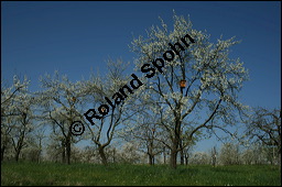 Prunus domestica ssp. domestica, Zwetschge, Rosaceae, Prunus domestica ssp. domestica, Zwetschge, Zwetsche, Habitus im Winter mit Reif, mit Reif Kauf von 00255prunus_domestica_domestica_img_1671.jpg