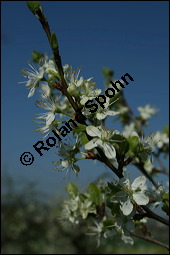 Prunus domestica ssp. domestica, Zwetschge, Rosaceae, Prunus domestica ssp. domestica, Zwetschge, Zwetsche, Habitus im Winter mit Reif, mit Reif Kauf von 00255prunus_domestica_domesticaimg_1658.jpg