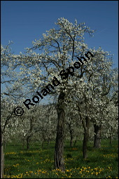 Prunus domestica ssp. domestica, Zwetschge, Rosaceae, Prunus domestica ssp. domestica, Zwetschge, Zwetsche, Habitus im Winter mit Reif, mit Reif Kauf von 00255prunus_domestica_domesticaimg_1665.jpg