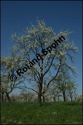 Prunus domestica ssp. domestica, Zwetschge, Rosaceae, Prunus domestica ssp. domestica, Zwetschge, Zwetsche, Habitus im Winter mit Reif, mit Reif Kauf von 00255prunus_domestica_domesticaimg_1672.jpg