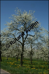 Prunus domestica ssp. domestica, Zwetschge, Rosaceae, Prunus domestica ssp. domestica, Zwetschge, Zwetsche, Habitus im Winter mit Reif, mit Reif Kauf von 00255prunus_domestica_domesticaimg_1697.jpg