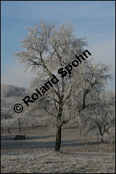 Prunus domestica ssp. domestica, Zwetschge, Rosaceae, Prunus domestica ssp. domestica, Zwetschge, Zwetsche, Habitus im Winter mit Reif, mit Reif Kauf von 00255prunus_domestica_domesticaimg_5042.jpg