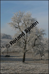 Prunus domestica ssp. domestica, Zwetschge, Rosaceae, Prunus domestica ssp. domestica, Zwetschge, Zwetsche, Habitus im Winter mit Reif, mit Reif Kauf von 00255prunus_domestica_domesticaimg_5043.jpg