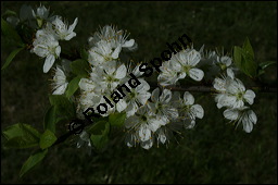 Mirabelle, Prunus domestica ssp. syriaca; Prunus syriaca, Rosaceae, Prunus domestica ssp. syriaca, Prunus syriaca, Mirabelle, Blühend Kauf von 00257prunus_domestica_syriaca_img_1674.jpg