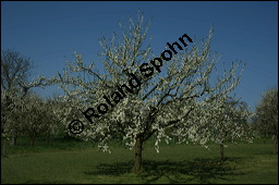 Mirabelle, Prunus domestica ssp. syriaca; Prunus syriaca, Rosaceae, Prunus domestica ssp. syriaca, Prunus syriaca, Mirabelle, Blühend Kauf von 00257prunus_domestica_syriaca_img_1675.jpg