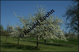 Mirabelle, Prunus domestica ssp. syriaca; Prunus syriaca, Rosaceae, Prunus domestica ssp. syriaca, Prunus syriaca, Mirabelle, Blühend Kauf von 00257prunus_domestica_syriaca_img_1676.jpg