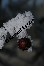 Großfrüchtiger Weißdorn, Crataegus x macrocarpa, Rosaceae, Crataegus x macrocarpa, Crataegus calycina, Großfrüchtiger Weißdorn, fruchtend, im Winter mit Reif Kauf von 00258crataegus_macrocarpaimg_4980.jpg