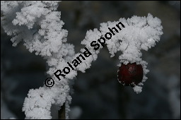 Großfrüchtiger Weißdorn, Crataegus x macrocarpa, Rosaceae, Crataegus x macrocarpa, Crataegus calycina, Großfrüchtiger Weißdorn, fruchtend, im Winter mit Reif Kauf von 00258crataegus_macrocarpaimg_4982.jpg