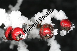 Großfrüchtiger Weißdorn, Crataegus x macrocarpa, Rosaceae, Crataegus x macrocarpa, Crataegus calycina, Großfrüchtiger Weißdorn, fruchtend, im Winter mit Reif Kauf von 00258crataegus_macrocarpaimg_4984.jpg