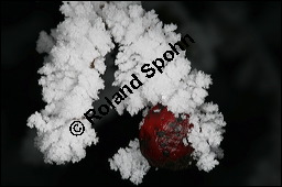 Großfrüchtiger Weißdorn, Crataegus x macrocarpa, Rosaceae, Crataegus x macrocarpa, Crataegus calycina, Großfrüchtiger Weißdorn, fruchtend, im Winter mit Reif Kauf von 00258crataegus_macrocarpaimg_4985.jpg