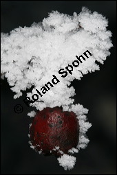 Großfrüchtiger Weißdorn, Crataegus x macrocarpa, Rosaceae, Crataegus x macrocarpa, Crataegus calycina, Großfrüchtiger Weißdorn, fruchtend, im Winter mit Reif Kauf von 00258crataegus_macrocarpaimg_4987.jpg
