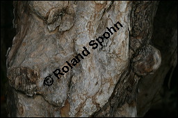 Granatapfelbaum, Punica granatum, Punicaceae, Punica granatum, Granatapfelbaum, Blühend Kauf von 00262punica_granatumimg_2498.jpg