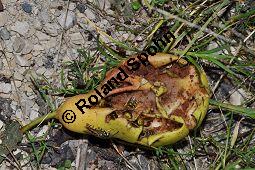 Garten-Birne, Birnbaum, Kultur-Birne, Pyrus communis, Rosaceae, Pyrus communis, Pyrus domestica, Garten-Birnbaum, Kultur-Birne, Habitus Kauf von 00263_pyrus_communis_dsc_0066.jpg