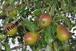 Garten-Birne, Birnbaum, Kultur-Birne, Pyrus communis, Rosaceae, Pyrus communis, Pyrus domestica, Garten-Birnbaum, Kultur-Birne, Habitus Kauf von 00263_pyrus_communis_dsc_5754.jpg