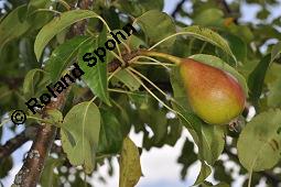 Garten-Birne, Birnbaum, Kultur-Birne, Pyrus communis, Rosaceae, Pyrus communis, Pyrus domestica, Garten-Birnbaum, Kultur-Birne, Habitus Kauf von 00263_pyrus_communis_dsc_5756.jpg