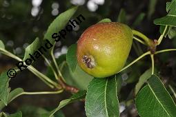 Garten-Birne, Birnbaum, Kultur-Birne, Pyrus communis, Rosaceae, Pyrus communis, Pyrus domestica, Garten-Birnbaum, Kultur-Birne, Habitus Kauf von 00263_pyrus_communis_dsc_5758.jpg