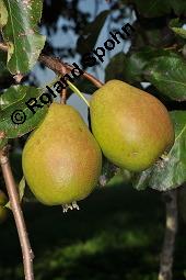 Garten-Birne, Birnbaum, Kultur-Birne, Pyrus communis, Rosaceae, Pyrus communis, Pyrus domestica, Garten-Birnbaum, Kultur-Birne, Habitus Kauf von 00263_pyrus_communis_dsc_7323.jpg