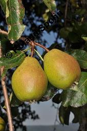 Garten-Birne, Birnbaum, Kultur-Birne, Pyrus communis, Rosaceae, Pyrus communis, Pyrus domestica, Garten-Birnbaum, Kultur-Birne, Habitus Kauf von 00263_pyrus_communis_dsc_7324.jpg