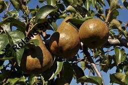 Garten-Birne, Birnbaum, Kultur-Birne, Pyrus communis, Rosaceae, Pyrus communis, Pyrus domestica, Garten-Birnbaum, Kultur-Birne, Habitus Kauf von 00263_pyrus_communis_dsc_7406.jpg