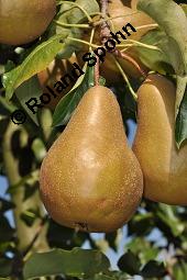 Garten-Birne, Birnbaum, Kultur-Birne, Pyrus communis, Rosaceae, Pyrus communis, Pyrus domestica, Garten-Birnbaum, Kultur-Birne, Habitus Kauf von 00263_pyrus_communis_dsc_7410.jpg