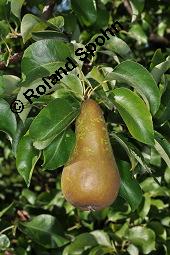 Garten-Birne, Birnbaum, Kultur-Birne, Pyrus communis, Rosaceae, Pyrus communis, Pyrus domestica, Garten-Birnbaum, Kultur-Birne, Habitus Kauf von 00263_pyrus_communis_dsc_7413.jpg