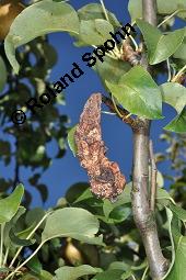 Garten-Birne, Birnbaum, Kultur-Birne, Pyrus communis, Rosaceae, Pyrus communis, Pyrus domestica, Garten-Birnbaum, Kultur-Birne, Habitus Kauf von 00263_pyrus_communis_dsc_7414.jpg