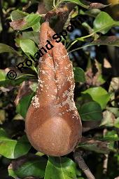 Garten-Birne, Birnbaum, Kultur-Birne, Pyrus communis, Rosaceae, Pyrus communis, Pyrus domestica, Garten-Birnbaum, Kultur-Birne, Habitus Kauf von 00263_pyrus_communis_dsc_7415.jpg