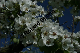 Garten-Birne, Birnbaum, Kultur-Birne, Pyrus communis, Rosaceae, Pyrus communis, Pyrus domestica, Garten-Birnbaum, Kultur-Birne, Habitus Kauf von 00263pyrus_communis_img_1662.jpg