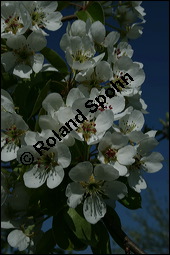 Garten-Birne, Birnbaum, Kultur-Birne, Pyrus communis, Rosaceae, Pyrus communis, Pyrus domestica, Garten-Birnbaum, Kultur-Birne, Habitus Kauf von 00263pyrus_communis_img_1663.jpg