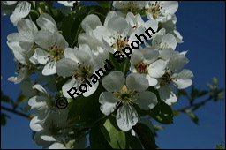 Garten-Birne, Birnbaum, Kultur-Birne, Pyrus communis, Rosaceae, Pyrus communis, Pyrus domestica, Garten-Birnbaum, Kultur-Birne, Habitus Kauf von 00263pyrus_communis_img_1664.jpg