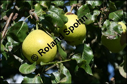 Garten-Birne, Birnbaum, Kultur-Birne, Pyrus communis, Rosaceae, Pyrus communis, Pyrus domestica, Garten-Birnbaum, Kultur-Birne, Habitus Kauf von 00263pyrus_communisimg_4274.jpg