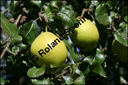 Garten-Birne, Birnbaum, Kultur-Birne, Pyrus communis, Rosaceae, Pyrus communis, Pyrus domestica, Garten-Birnbaum, Kultur-Birne, Habitus Kauf von 00263pyrus_communisimg_4275.jpg