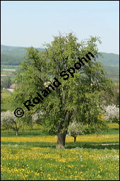 Garten-Birne, Birnbaum, Kultur-Birne, Pyrus communis, Rosaceae, Pyrus communis, Pyrus domestica, Garten-Birnbaum, Kultur-Birne, Habitus Kauf von 00263pyrus_communisimg_6957.jpg
