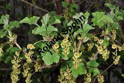 Rote Johannisbeere, Ribes rubrum, Ribes sylvestre, Ribes vulgare, Ribes sativum, Ribes rubrum, Ribes sylvestre, Ribes vulgare, Ribes sativum, Rote Johannisbeere, Grossulariaceae, fruchtend Kauf von 00268_ribes_rubrum_dsc_3352.jpg