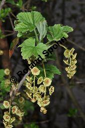 Rote Johannisbeere, Ribes rubrum, Ribes sylvestre, Ribes vulgare, Ribes sativum, Ribes rubrum, Ribes sylvestre, Ribes vulgare, Ribes sativum, Rote Johannisbeere, Grossulariaceae, fruchtend Kauf von 00268_ribes_rubrum_dsc_3353.jpg