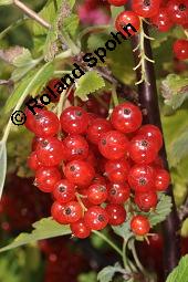 Rote Johannisbeere, Ribes rubrum, Ribes sylvestre, Ribes vulgare, Ribes sativum, Ribes rubrum, Ribes sylvestre, Ribes vulgare, Ribes sativum, Rote Johannisbeere, Grossulariaceae, fruchtend Kauf von 00268_ribes_rubrum_dsc_5908.jpg