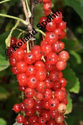 Rote Johannisbeere, Ribes rubrum, Ribes sylvestre, Ribes vulgare, Ribes sativum, Ribes rubrum, Ribes sylvestre, Ribes vulgare, Ribes sativum, Rote Johannisbeere, Grossulariaceae, fruchtend Kauf von 00268_ribes_rubrum_dsc_5910.jpg